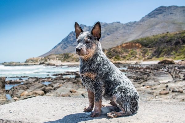 A Blue Heeler